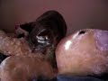 Cat In Love With The Easter Bunny