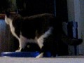 Re: My cat Tiggy talking / speaking saying hello