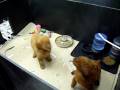 Flairpups081202.MOV