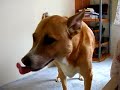 sneezing-dog.html