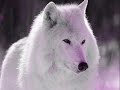O LOBO PITTY (V�deo Montagem)