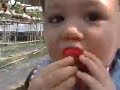 U Pick Strawberries