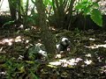Tufted-ear Marmoset Juveniles Playing