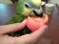 Budgie's 1st tomato