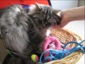 videos de James le chat