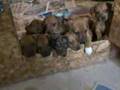 puppies 5 weeks old 