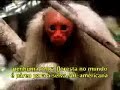 Este é o vídeo que esta passando nos EUAAGORA A AMAZONIA NÃO É DO BRASIL??? É DO MUNDO? Você até pode achar que o problema não é seu, mas isto não é verdade. O futuro do País é o futuro dos nossos filhos.Paises interessados nas riquezas amazônicas estão investindo pesado, a muito tempo, numa propaganda  cujo teor é uma mensagem de que a Amazônia não pertence ao Brasil, mas ao mundo (leia-se USA). Fala-se em preservação ambiental, minorias étnicas, terras de índios, mas o que já não conseguem esconder é a sua sede de apropriação indébita, de usurpação, de conquista.Veja, por exemplo, os recentes exemplos da defesa americana do Kuwait, a invasão do Iraque, guerra do golfo, etc. Os EUA não estão preocupados com a defesa das liberdades dos povos, mas sim com o petróleo que jorra no oriente. Com a Amazônia não é diferente. Eles não estão nem ai como os índios ou com a preservação. Apenas com a riqueza incalculável de nossas terras.Infelimente o governo brasileiro adotou uma politica insana e caótica com relação aos indios e a própria Amazônia. Parece não enxergar o óbvio.A politica externa brasileira é uma lástima: cite-se o exemplo a tímida reação brasileira diante do golpe de mão que os bolivianos deram nas refinarias da Petrobrás. O Paraguai  agora quer fazer o mesmo, com relação a Itaipú. Não podemos deixar que o governo entreguista prossiga dilapidando o futuro dos nossos filhos. O mínimo a fazer é divulgar, discutir e fiscalizar o governo que pagamos para nos proteger.