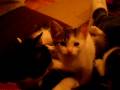 Cat Father & his kittens - YouTube