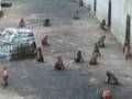 videos de Tobu-Dobutsu-koen (8 of 11)