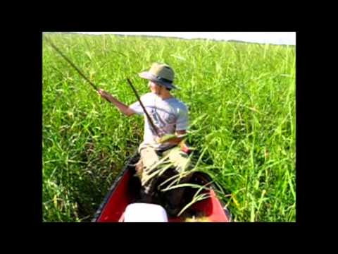 how to harvest wild rice