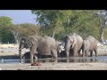 elephant\