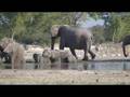 elephant's bath in a waterhole - Etosha, Namibia