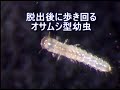 Caraboid larva of Micromalthus