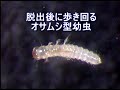 Caraboid larva of Micromalthus
