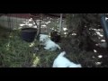 westie puppy