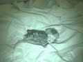 New-Born-Bengal-Kitten-Drying-Off