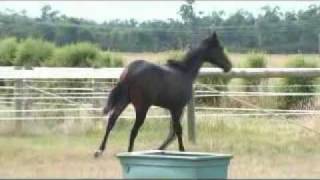 Racehorse Filly By Secret Savings From Shaymaa