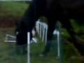 videos de il cavallo in giardino