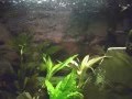 videos de My first Fish Tank Video