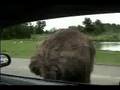 Ostrich Attack at the Parc Safari