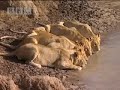 Big Cat Diary: Crocs, Lions and Wildebeest