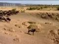 In-the-African-jungl