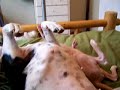 Vicious pitbull \"mauls\" sphynx