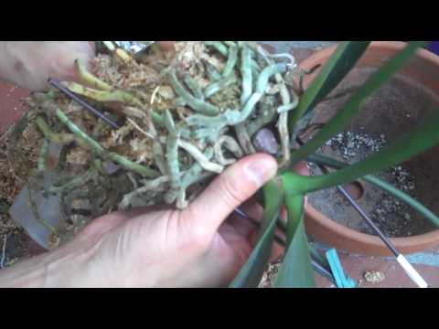 how to transplant an orchid to a bigger pot