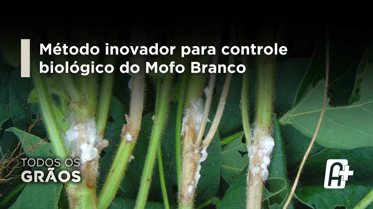 Controle Biológico do Mofo Branco: Pesquisadores da Unesp e Embrapa desenvolvem Método Inovador.