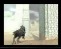 Major riding Glitch