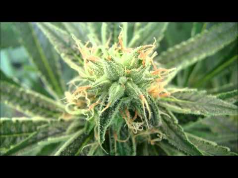 how to collect pollen cannabis