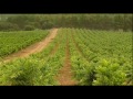 Bodegas Real Cortijo de San Isidro - Proceso y elaboración de nuestro vino