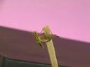 Larval Hatching