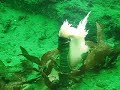 Nudibranch eating a Tube Anemone in Monterey Bay