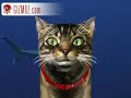old-guy-and-cat.html