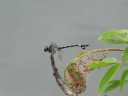 ??????? Sinictinogomphus clavatus ??Video 04???