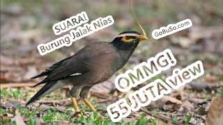 Download Pancingan Suara Burung Jalak Nias Gacor Mp3 Common