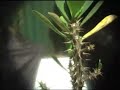 Depth of field adapter