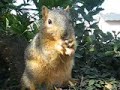 SKIPPY THE SQUIRREL #4