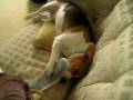 videos de Lucky with a slipper