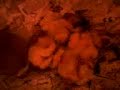 Pepito, Brando e Winnie a 18 giorni
