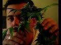 Part 13 Medicinal Cannabis Crop from A-Z Part 13 Medicinal Cannabis Crop from A-Z