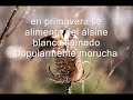 Laciana el jilguero aut�ctono