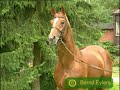 The ultimate horse music video