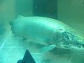 arapaima gigas (World Largest Fresh Water Fish)