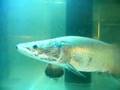 arapaima gigas (World Largest Fresh Water Fish)