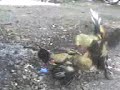 Mis gallos Giros Mis gallos Giros
