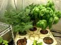Urban Garden Hydroponic Grow Lab.MPG