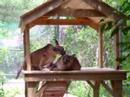 Iowa and Damien Caracal on New Platform