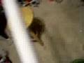 jens funny video